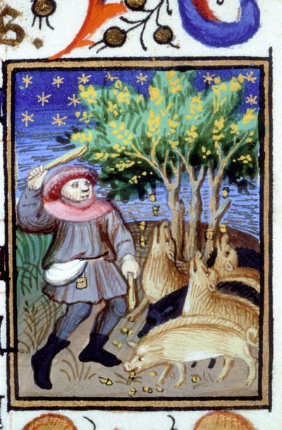 Allegorical representation of November. A man with a group of pigs eating acorns. Miniature of a 14th century manuscript. by Unknown artist