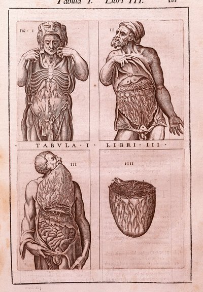 Anatomical board representing: the dimensions, muscles of the abdomen, intestines and stomach (engraving in "Anatomia Corporis Humani" by Juan Valverde De Amusco, Table I, Book III) by Unknown artist