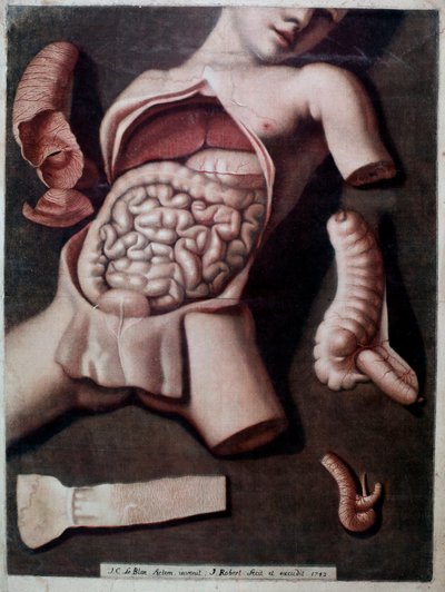 Anatomical board representing the inside of a human being