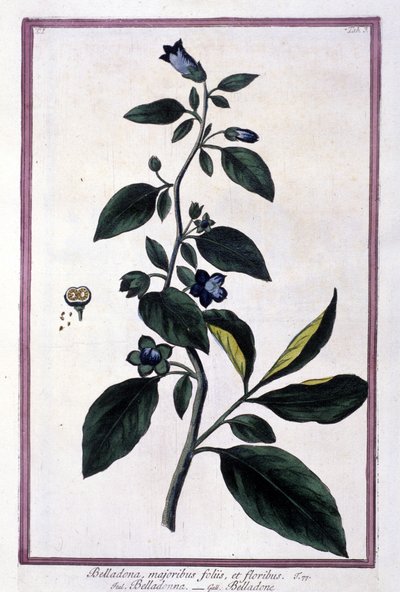 Belladonna, flowers and berries by Unknown artist