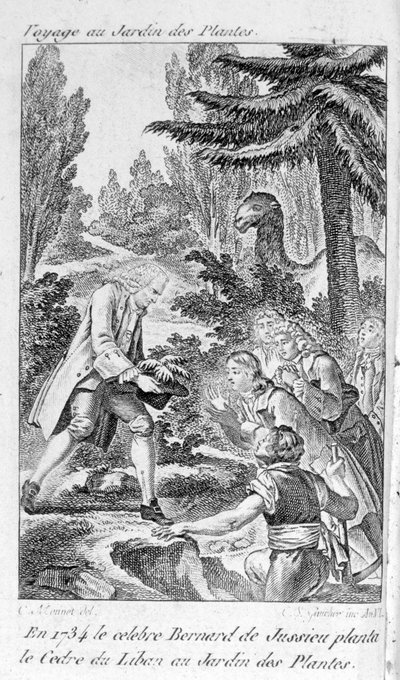 Bernard de Jussieu, French botanist (1699-1777) plants a cedar from Lebanon in the garden of plants in Paris by Unknown artist