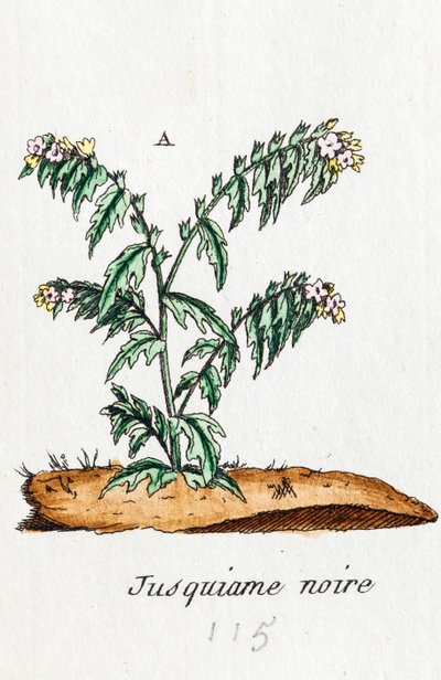 Black Henbane by Unknown artist