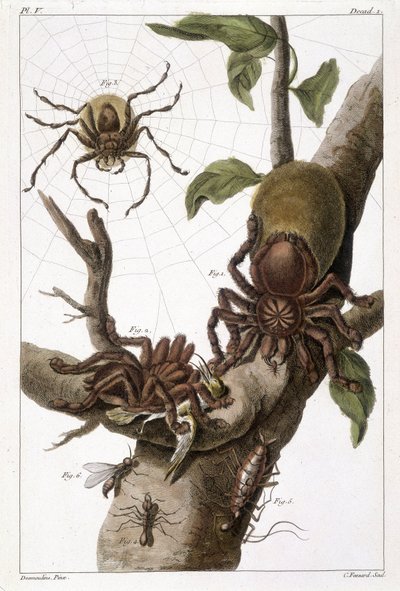 Botanical board: 1) Surinam spider on guajave and caterpillar cocoon 2) same spider devouring a hummingbird hence name Aranea avicularia Linn 3) Spider Hunter of Linneus, Suriname 4) Surinam ant 5) Nymph of this ant 6) Winged ant - in “This q? It is more by Unknown artist