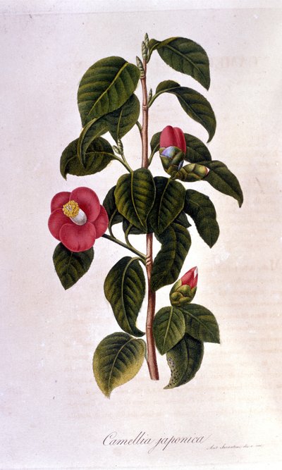 Botanical board: Camelia from Japan. 19th century engraving by Unknown artist