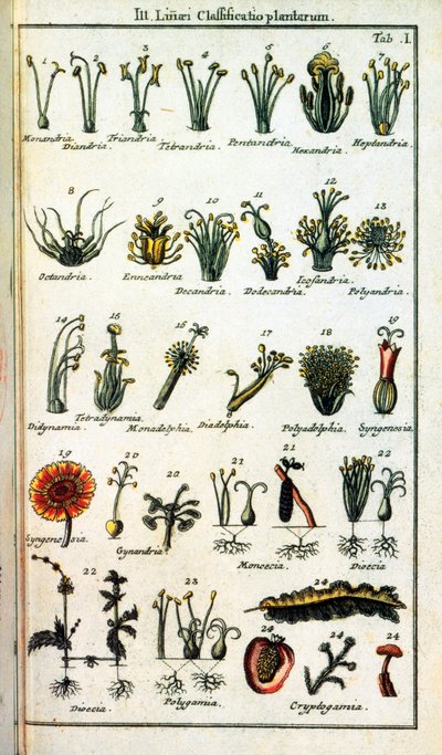 Botanical Board: Classification of Plants by Carl von Linne by Unknown artist
