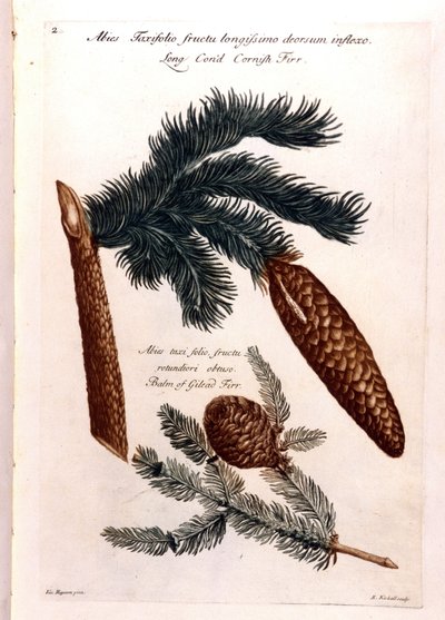 Botanical Board: A Pine Cone and a Branch by Unknown artist
