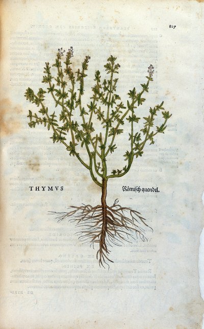 Botanical Plate: Thyme from 