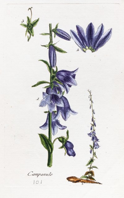 Campanula (Peach-leaved Bellflower) by Unknown artist