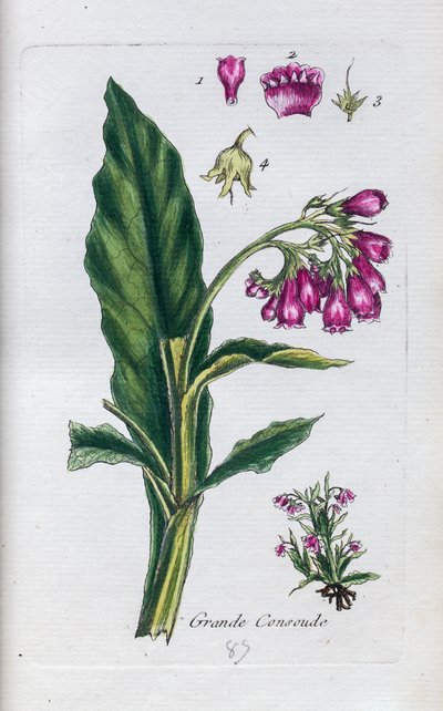 Comfrey by Unknown artist