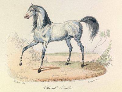 Complete Works of Buffon with Linnean Nomenclature and the Classification of Cuvier: The Animals: Arabian Horse (engraving) by Unknown artist