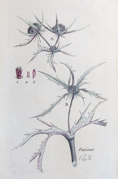 Country Panicaut by Unknown artist