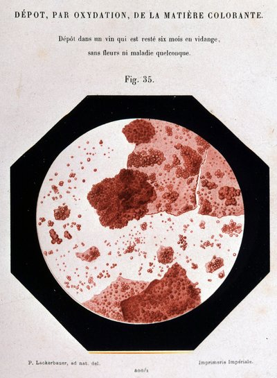 Deposition, by oxidation, of the colouring matter: deposit in a sight which has been emptied for six months without flowers or any disease. 400/1 microscopic view. Study on wine 1866 by Pasteur by Unknown artist
