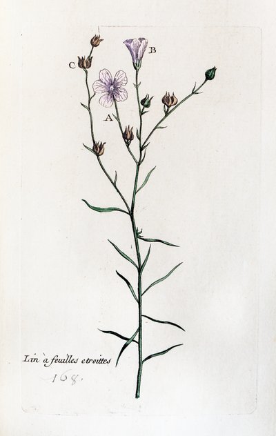 Dry-leaved Flax by Unknown artist