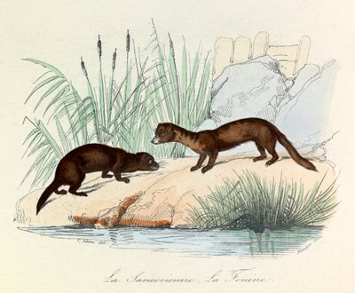 Fouine and Saricovienne Classified by Linnean and Cuvier in 