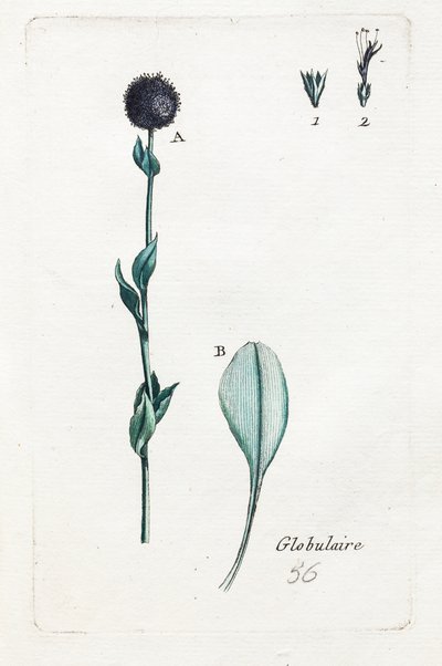 Globular by Unknown artist