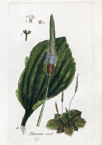 Great Plantain or Major Plantain by Unknown artist
