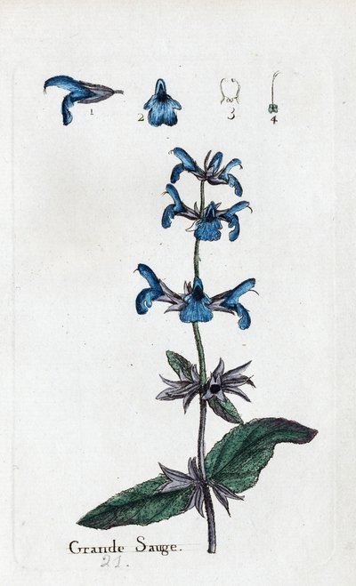 Great Sage by Unknown artist