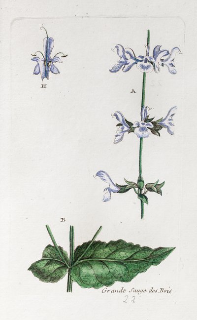 Great Woodland Sage by Unknown artist