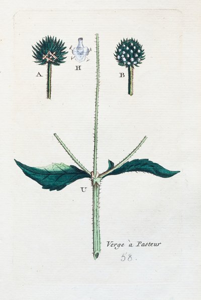 Hairy teasel by Unknown artist