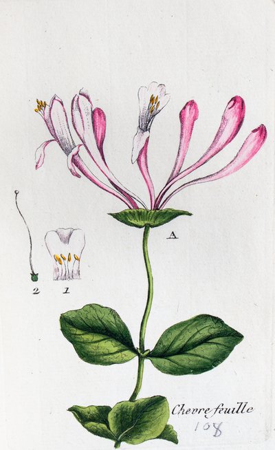 Honeysuckle by Unknown artist