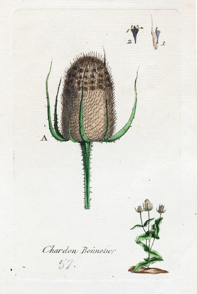 Hosier thistle by Unknown artist