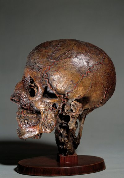 Human anatomical head made by means of wax injections by Unknown artist