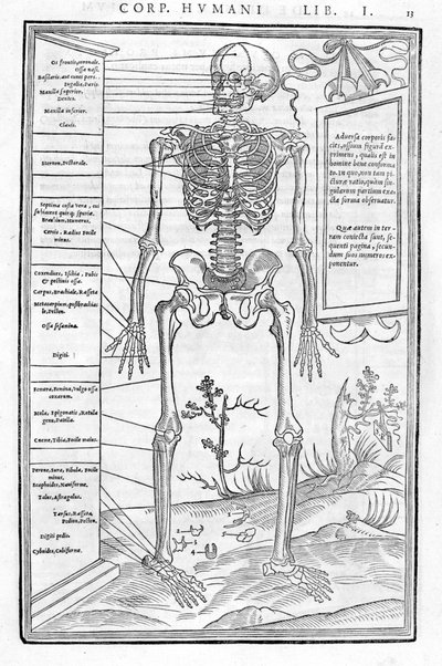 Human skeleton, anterior part. Anatomical plate of “De dissectione partium corporis humani libri tres...” by Carlo Stefano Riverio, Paris 1545 by Unknown artist
