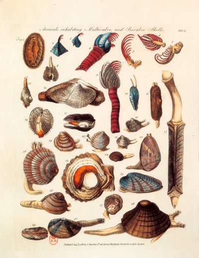 Illustrated page representing the different species of bivalve and multivalve animals by Unknown artist