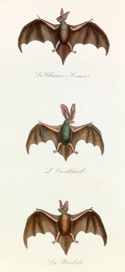 Illustration from the Book 