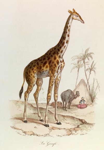Illustration from the Book 
