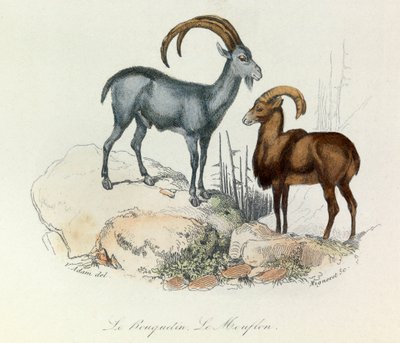 Illustration from the Book 