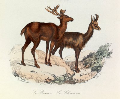Illustration from the Book 