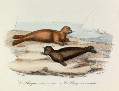 Illustration from the Book 