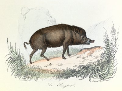 Illustration from the Book Complete Works of Buffon: The Animals: The Boar (engraving) by Unknown artist
