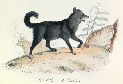 Illustration from the Book 