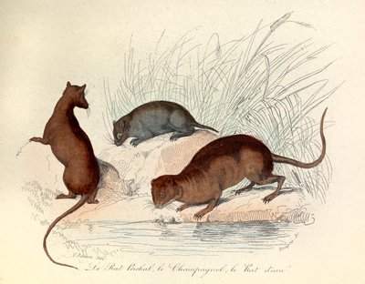 Illustration from the Book 
