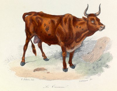 Illustration from the Book Complete Works of Buffon: The Animals: The Bull (engraving) by Unknown artist