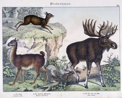 Llama, Elk (Moose) - in 