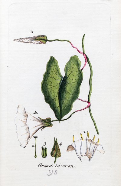 Large Bindweed by Unknown artist