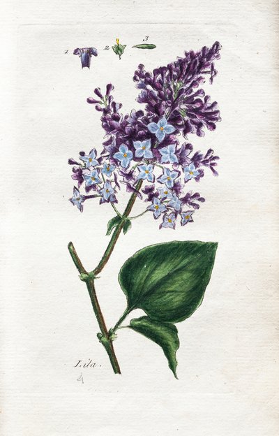 Lilac by Unknown artist