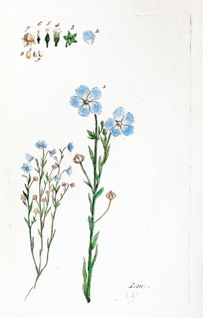 Linen by Unknown artist