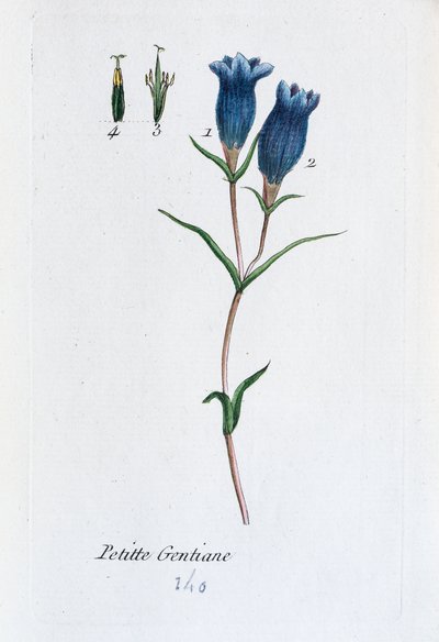Little Gentian (Marsh Gentian) by Unknown artist