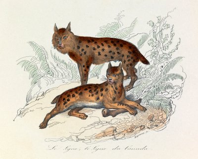 Lynx and Canada Lynx, Two Quadruped Mammals, Classified by Linnaeus and Cuvier (engraving) by Unknown artist