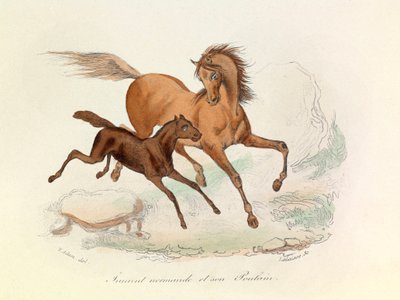 Norman Mare and Foal Classified and Named According to Linnaean and Cuvier