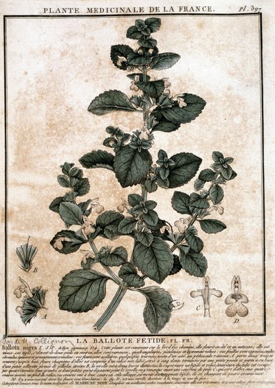 Medicinal plant from France: the fetid belotte by Unknown artist
