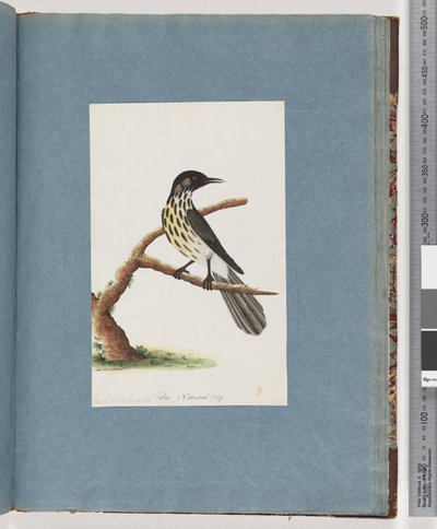 Page 100. New Holland Honeyeater. Certhia Novae Hollandiae by Unknown artist
