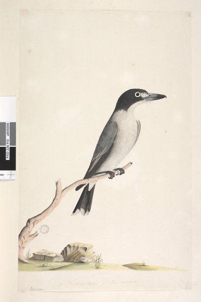 Grey Butcher Bird (male), 1791-92 by Unknown artist