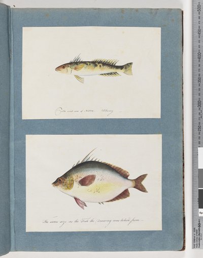 Unidentified Fish by Unknown artist