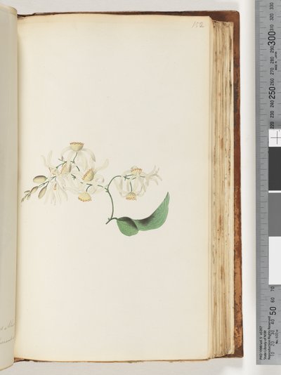 Page 152. A creeper or woodbine which intertwines with trees by Unknown artist