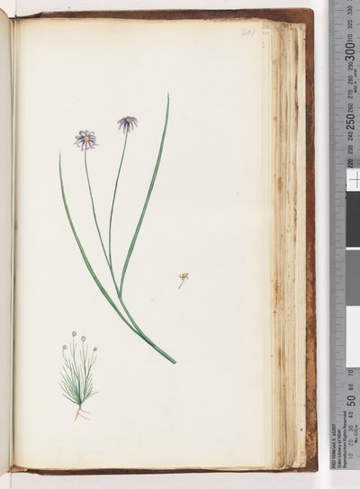 Page 201. Unidentified plant by Unknown artist